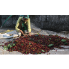harangal farm 1