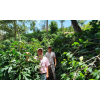Honduras Finca Corintio